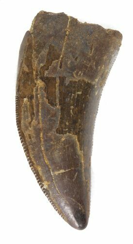 Serrated Tyrannosaur Tooth - Montana #42919